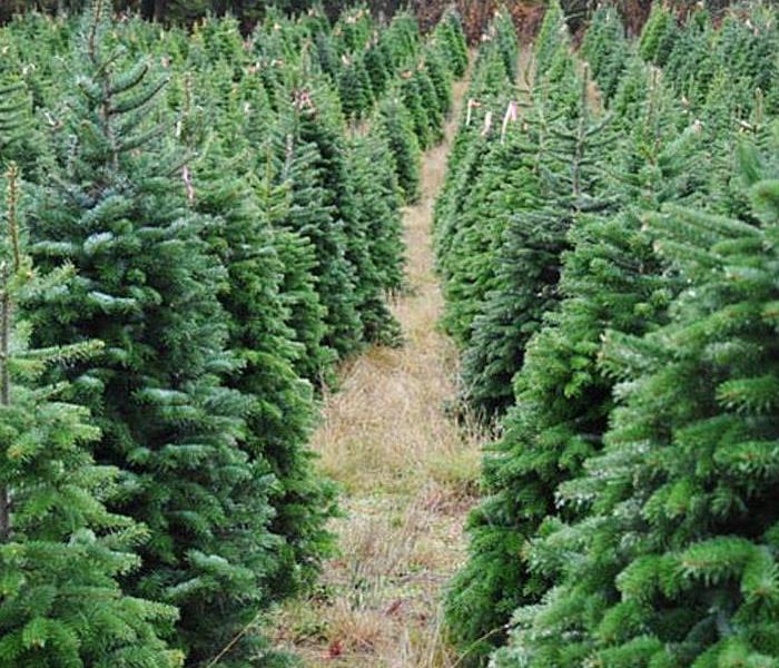 A picture of Pine Trees at a Christmas tree farm. 